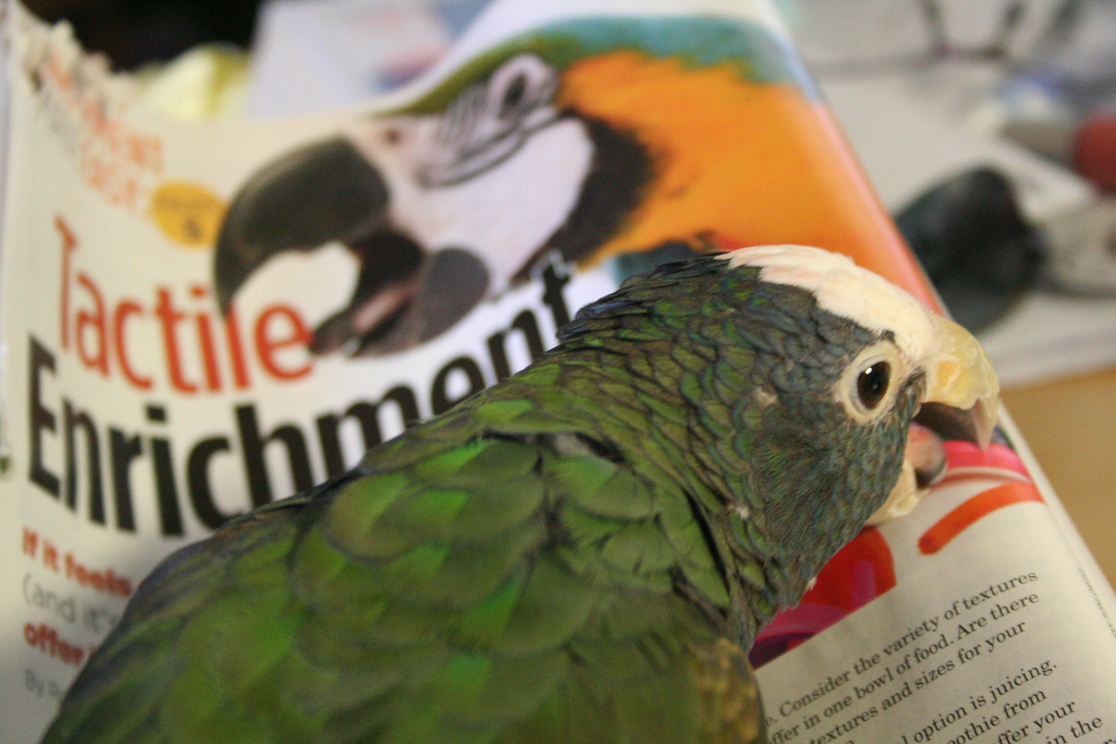 Pionus playing with magazine